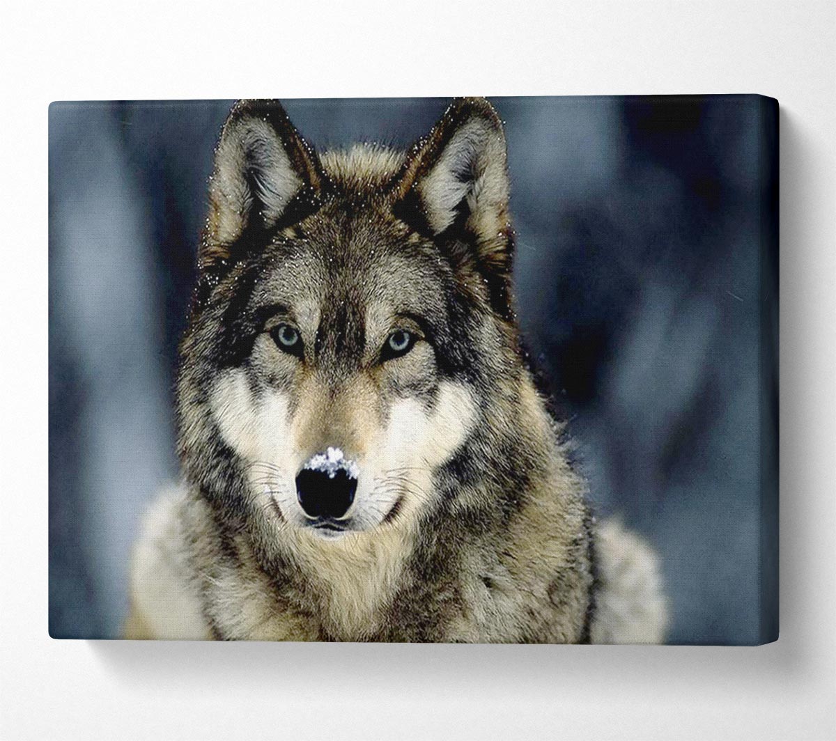 Wolf Snow Nose Canvas Wall Art