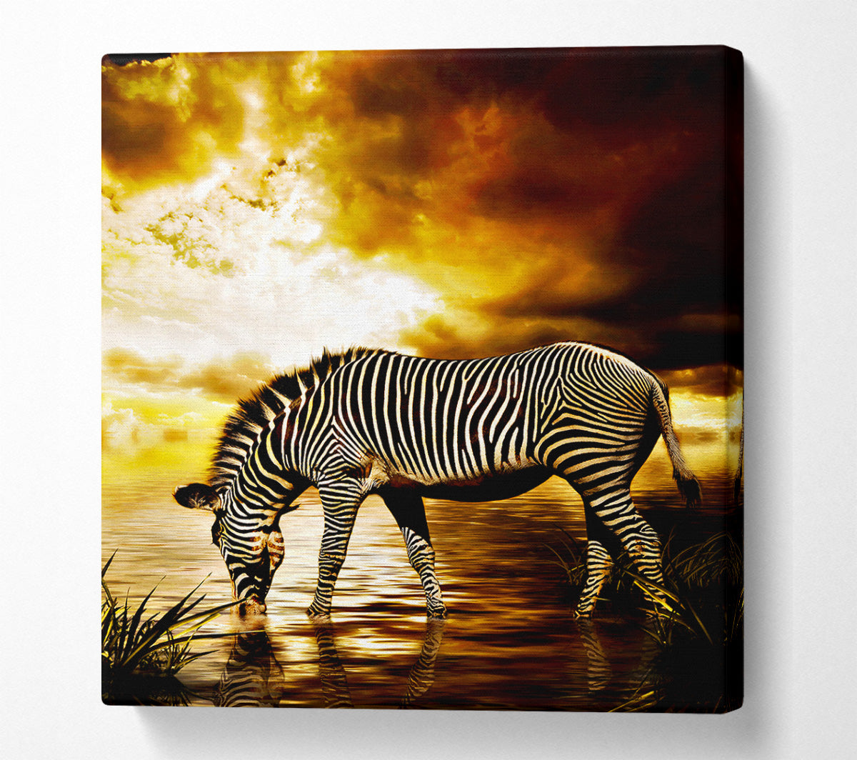 Zebra In The Golden River Canvas Wall Art
