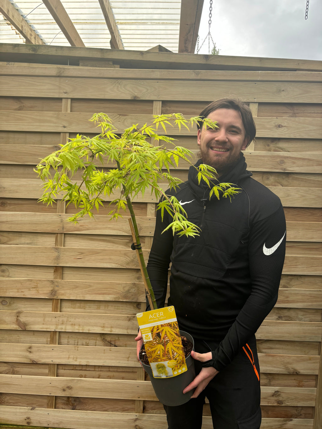 Acer palmatum 'Cascade Citrine' Standard (100cm)