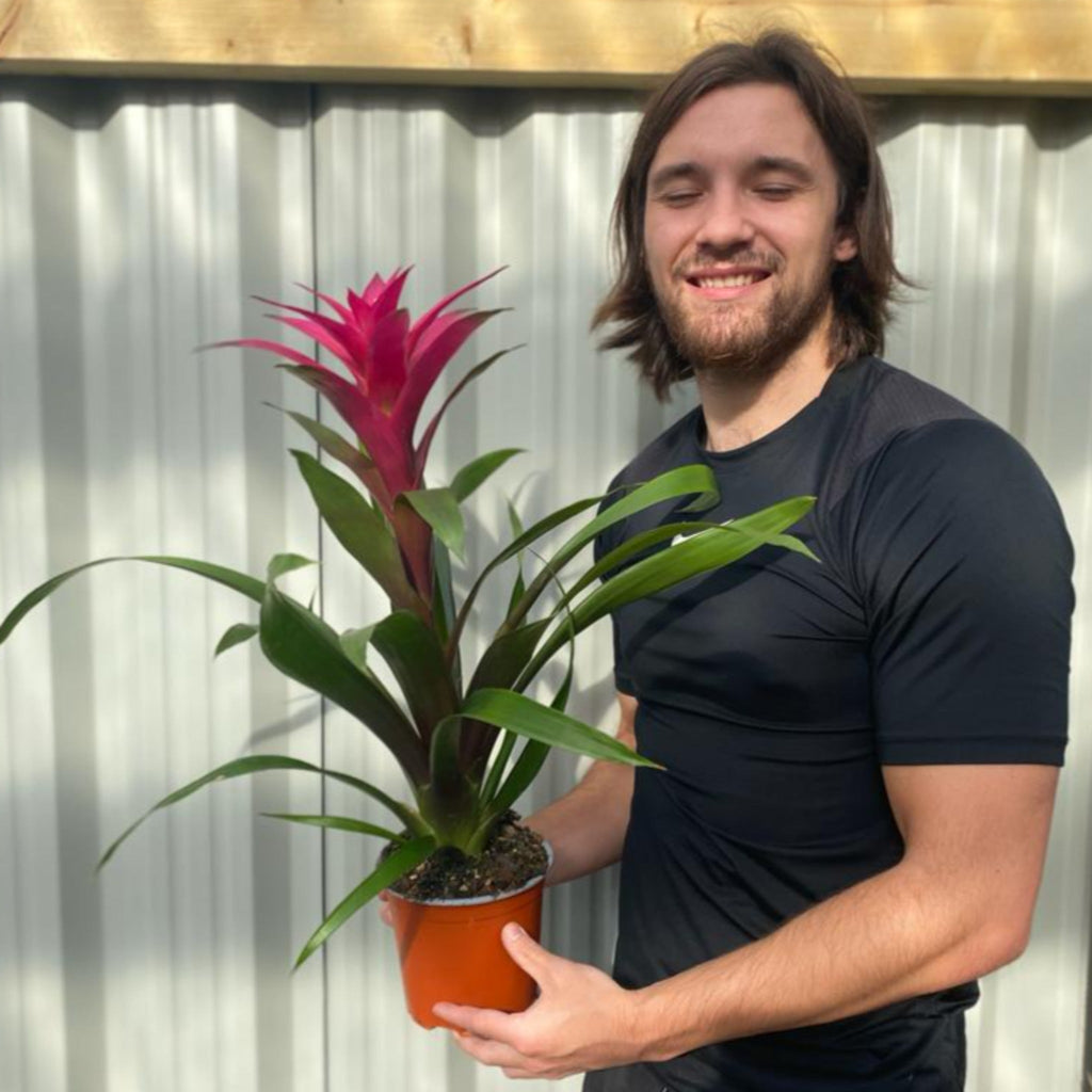 Guzmania amaretto - Pink