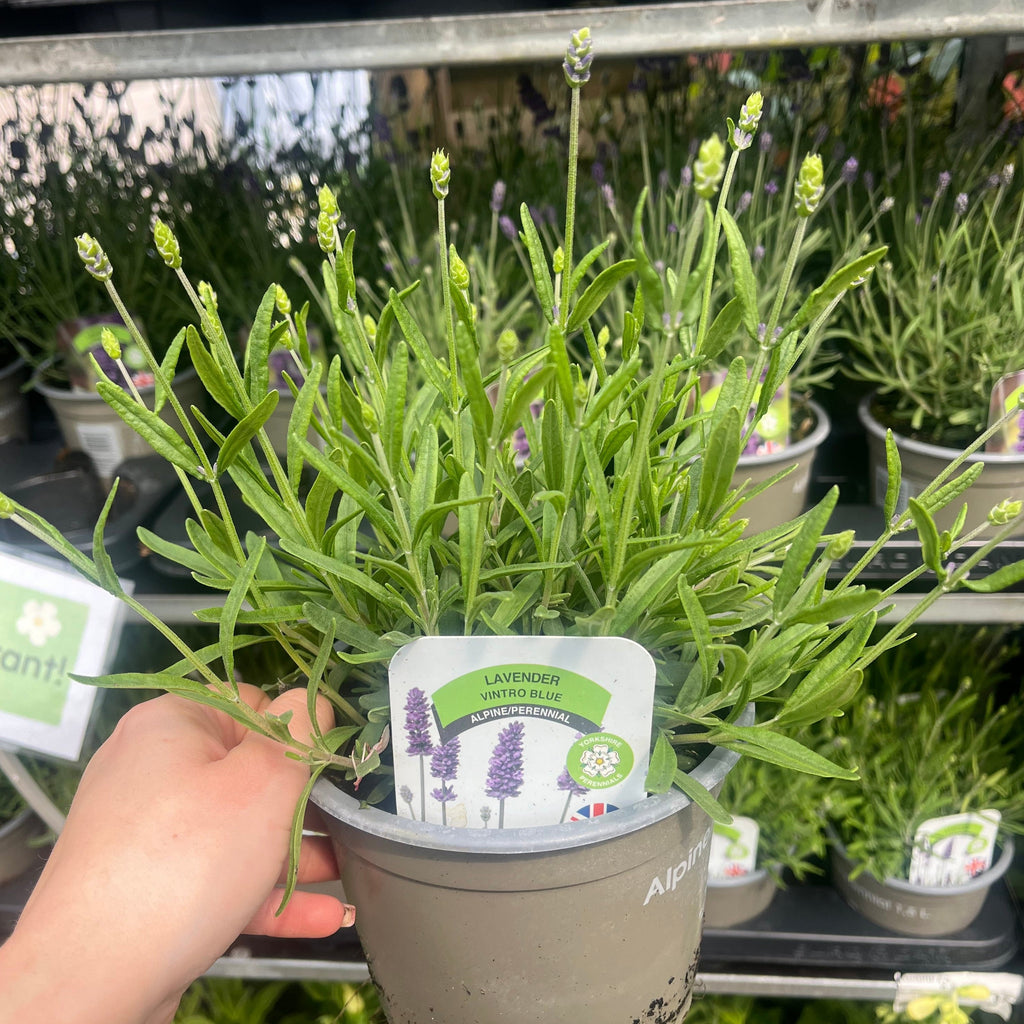 Lavender Vintro Blue 1.5L