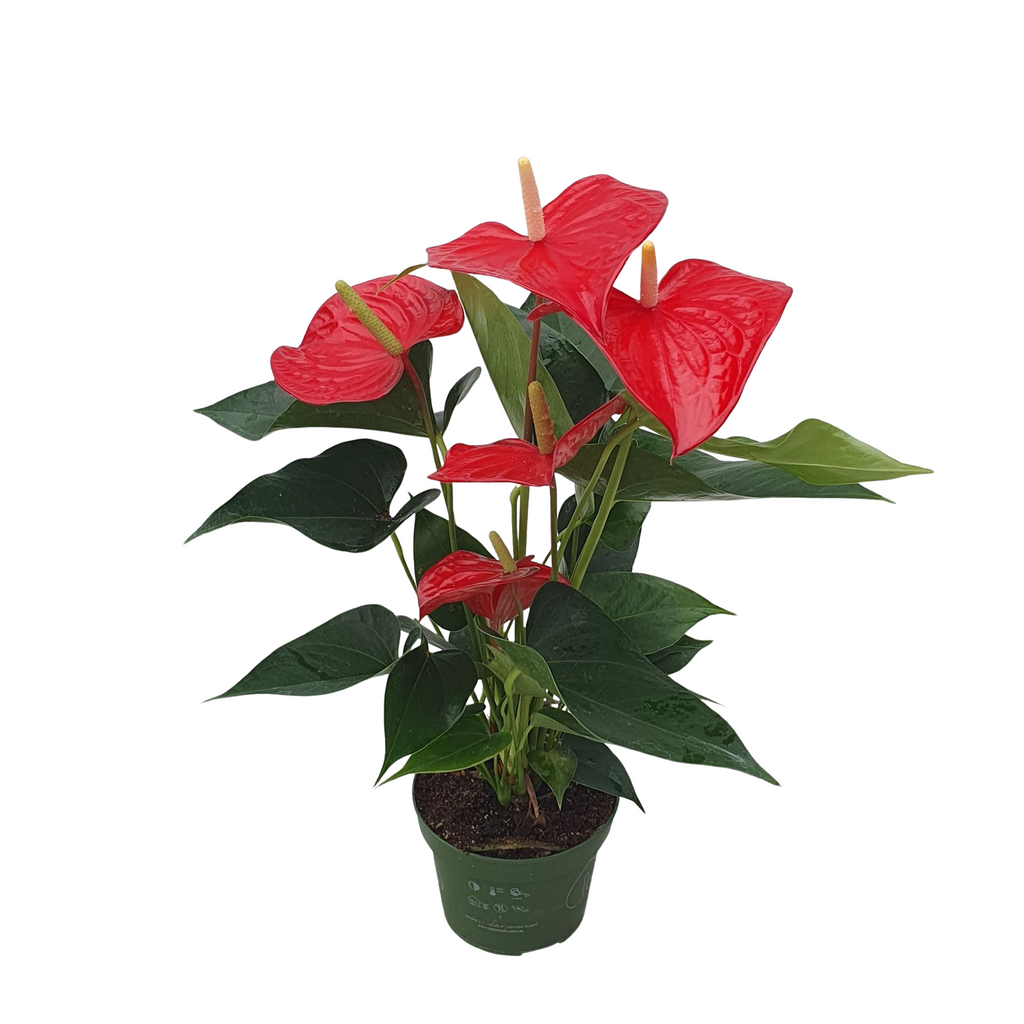 Laceleaf - Anthurium 'Royal Champion' - Height 35-45cm - ø12cm