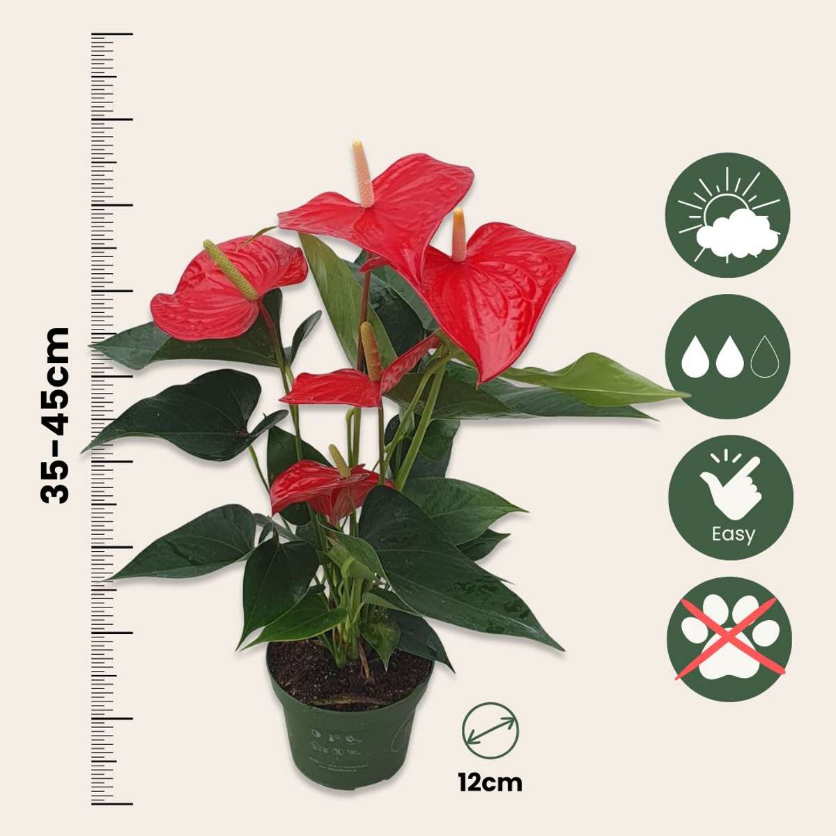 Laceleaf - Anthurium 'Royal Champion' - Height 35-45cm - ø12cm