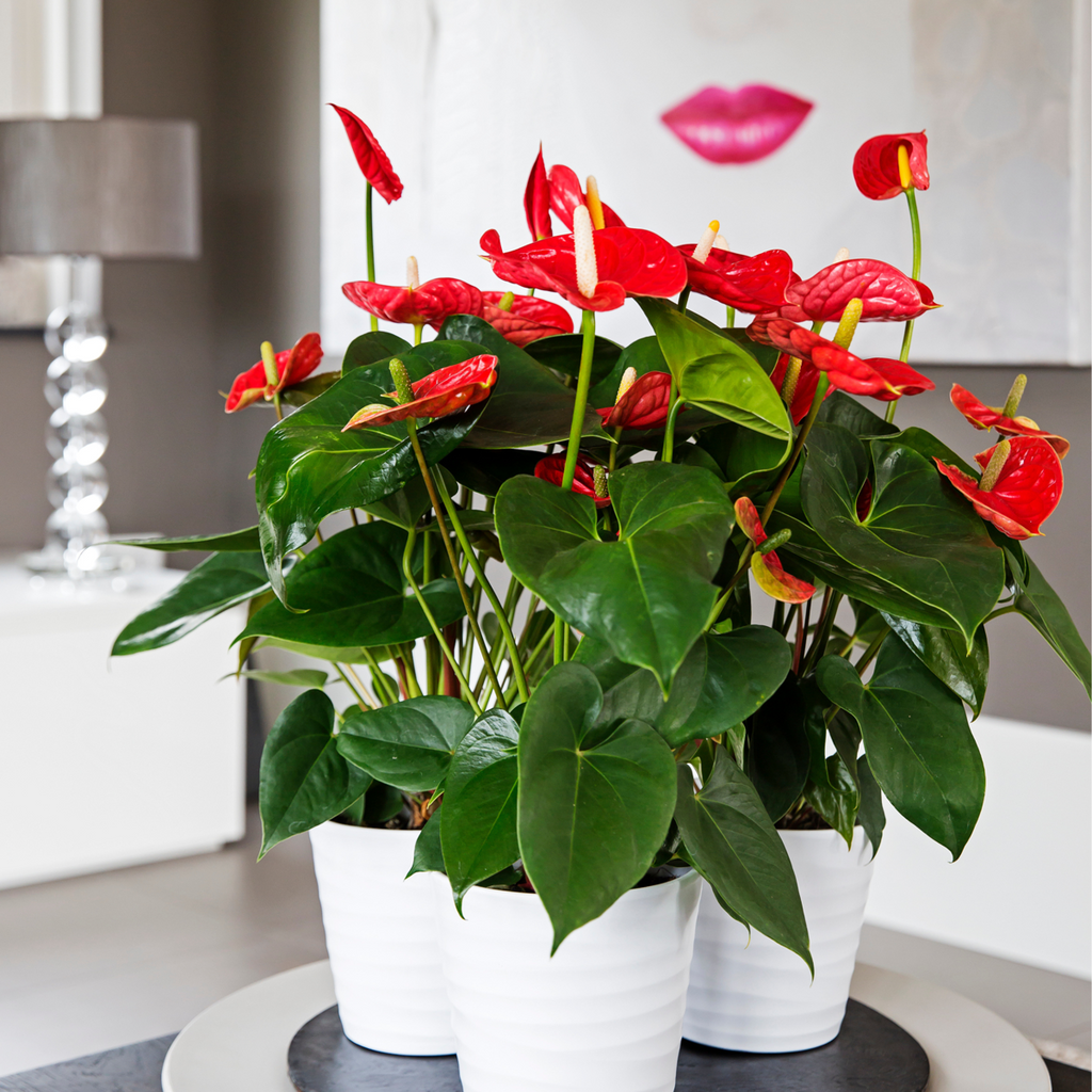 Laceleaf - Anthurium 'Madural Red' - Height 40-45cm - ø14cm
