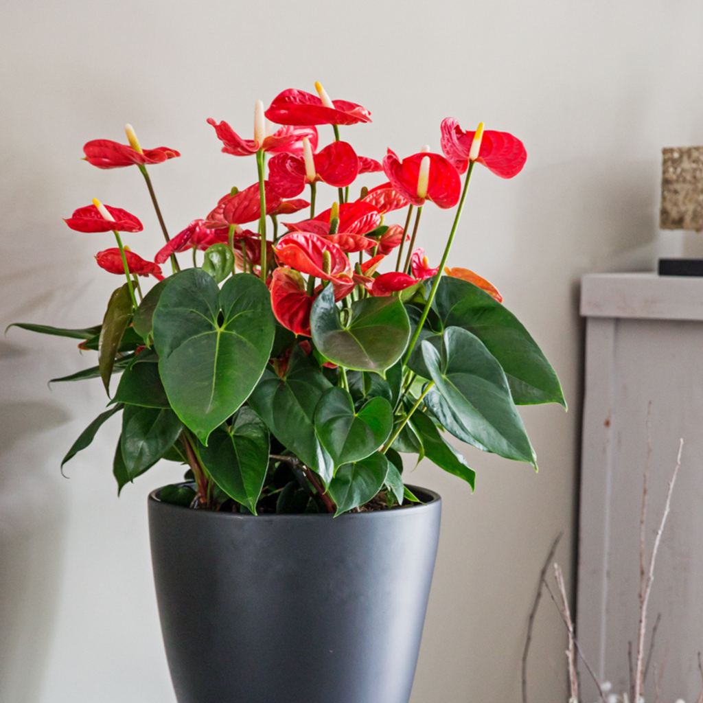 Laceleaf - Anthurium 'Madural Red' - Height 40-45cm - ø14cm