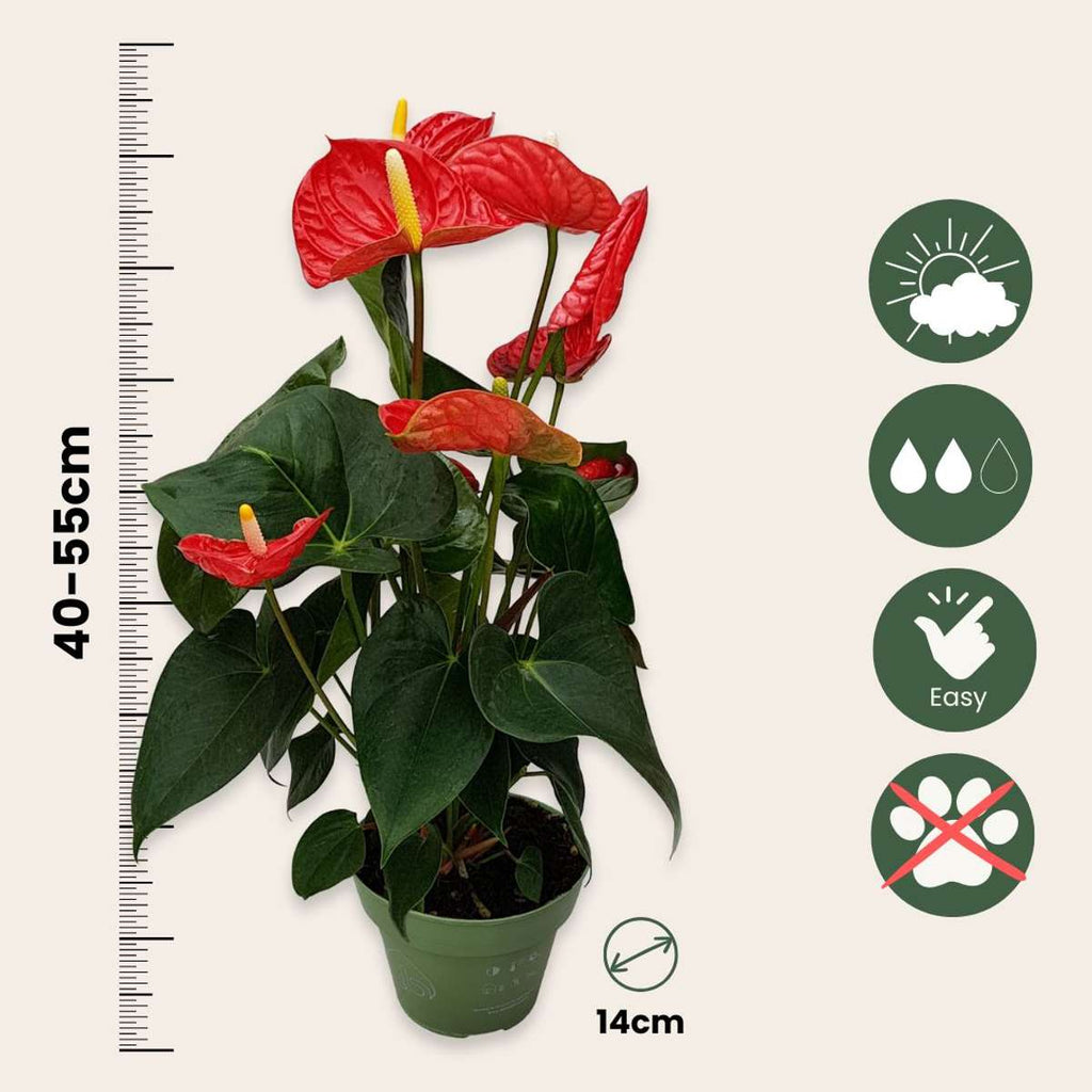 Laceleaf - Anthurium 'Madural Red' - Height 40-45cm - ø14cm