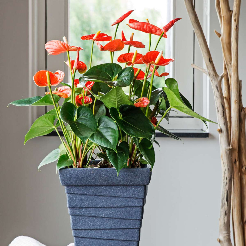 Laceleaf - Anthurium 'Madural Orange' - Height 40-55cm - ø14cm
