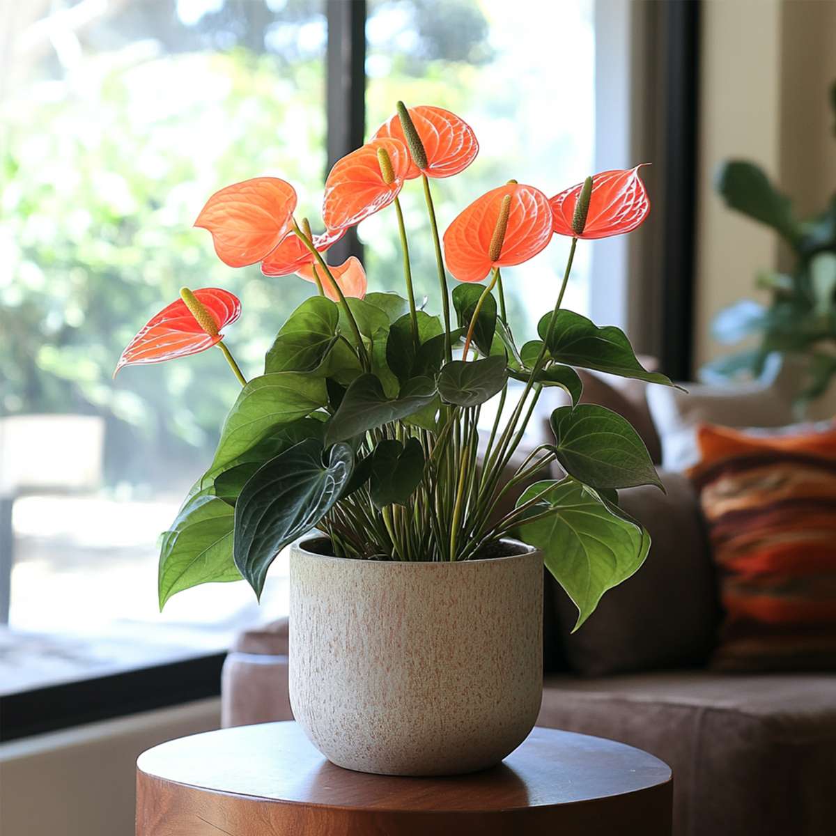 Laceleaf - Anthurium 'Madural Orange' - Height 40-55cm - ø14cm