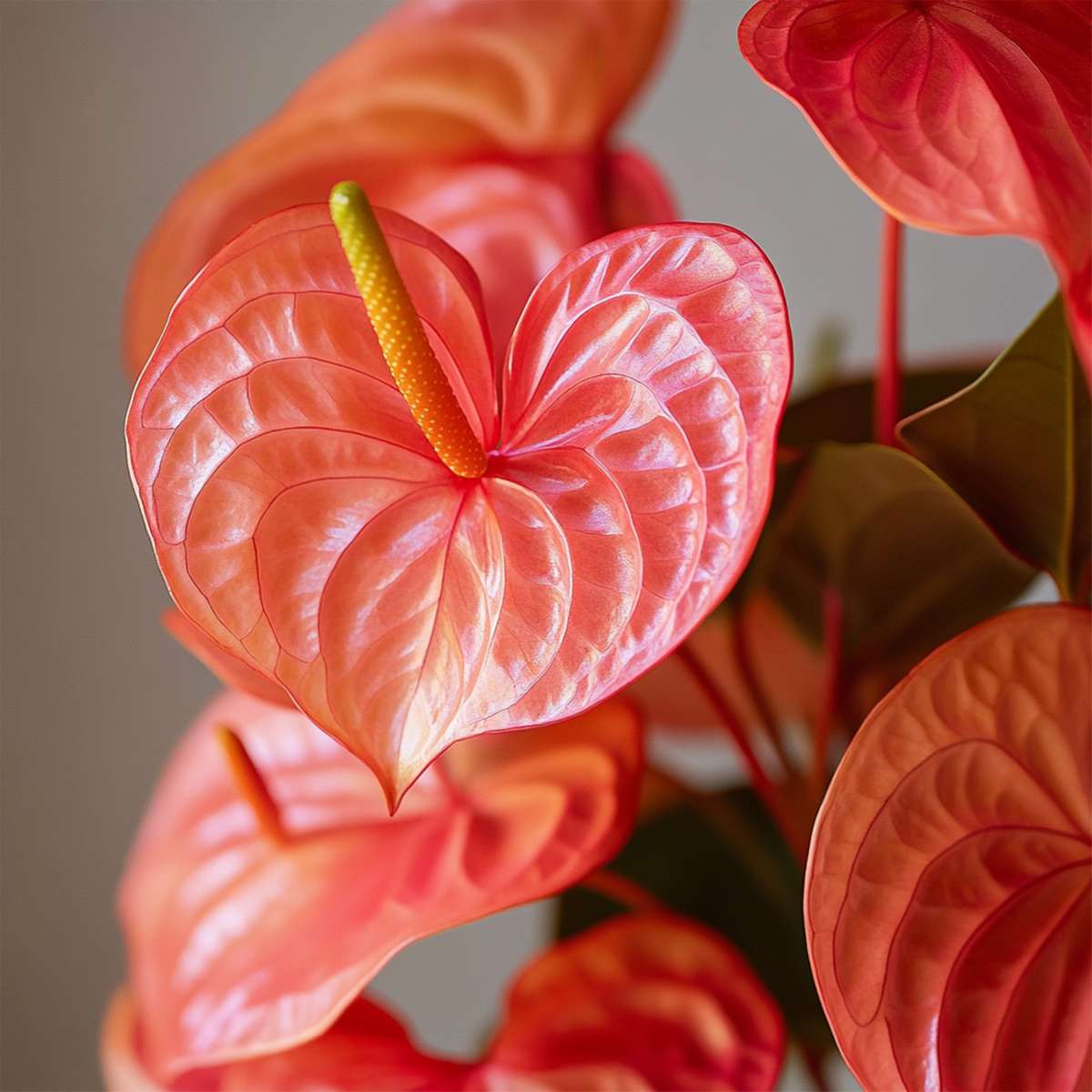 Laceleaf - Anthurium 'Madural Orange' - Height 40-55cm - ø14cm