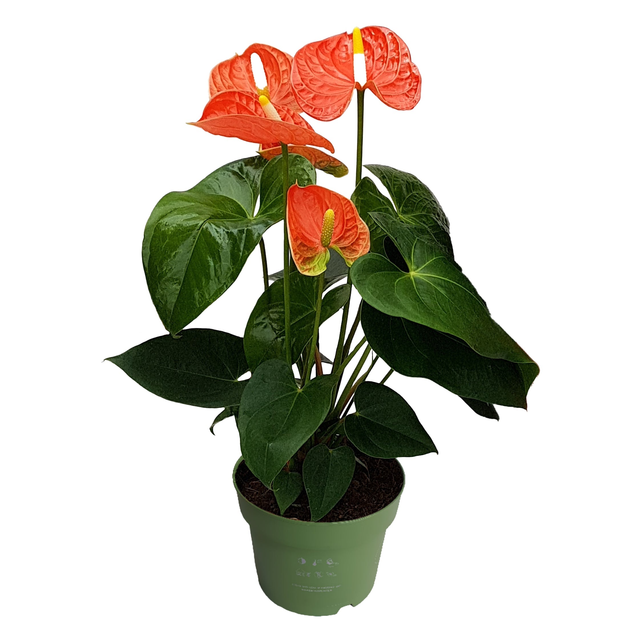 Laceleaf - Anthurium 'Madural Orange' - Height 40-55cm - ø14cm