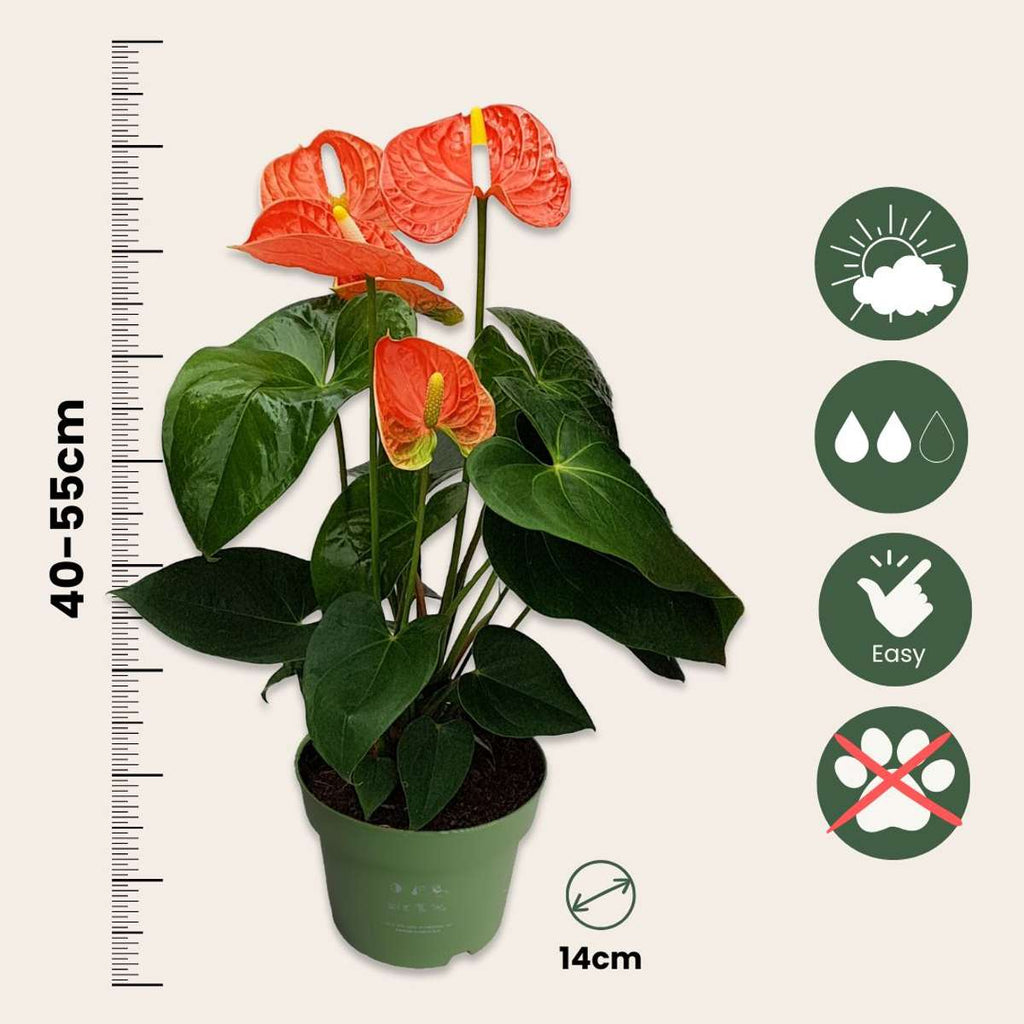 Laceleaf - Anthurium 'Madural Orange' - Height 40-55cm - ø14cm