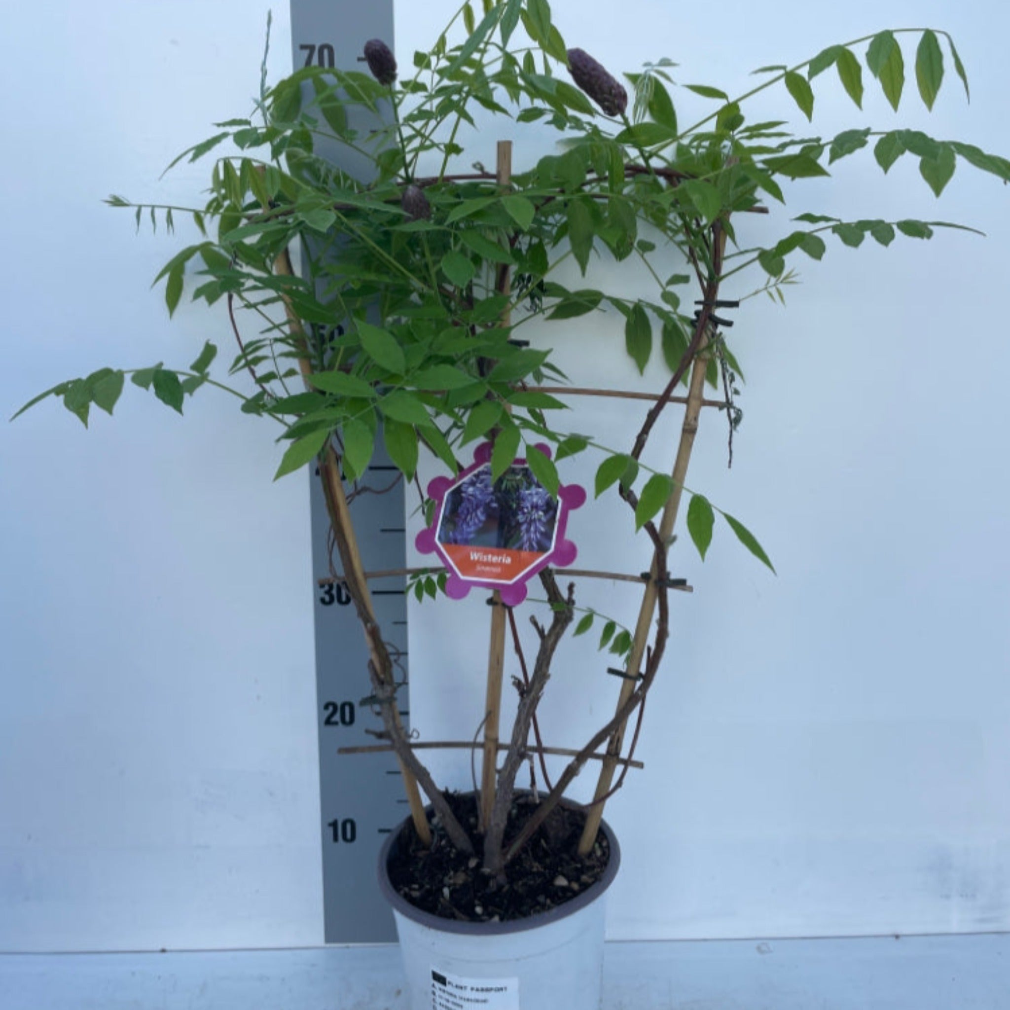 Wisteria sinensis on Frame 'Amethyst Falls' | Will Flower This Summer