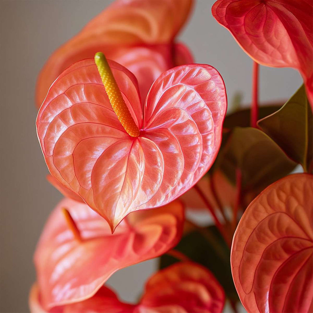 Laceleaf - Anthurium 'Madural Orange' - Height 55-70cm - ø17cm