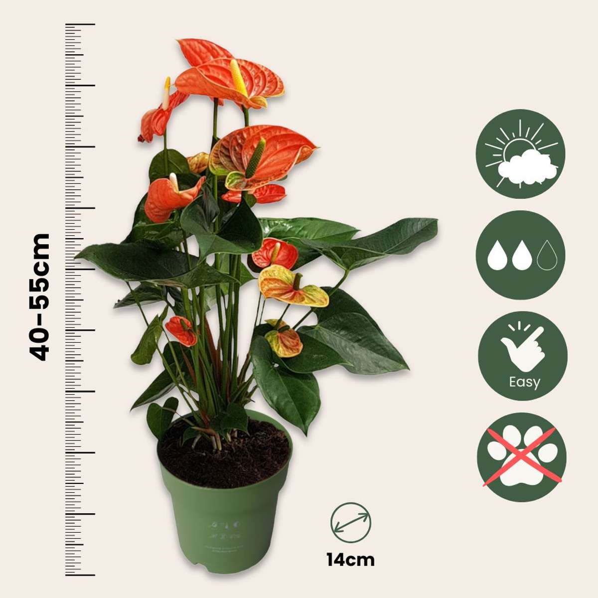 Laceleaf - Anthurium 'Madural Orange' - Height 55-70cm - ø17cm