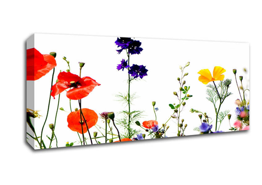 Wild Flower Garden In Bloom