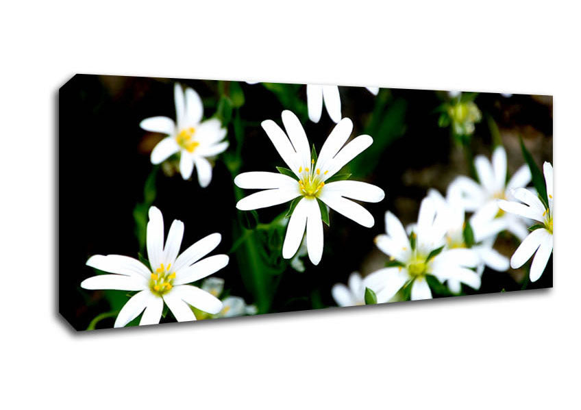 White Garden Daisies
