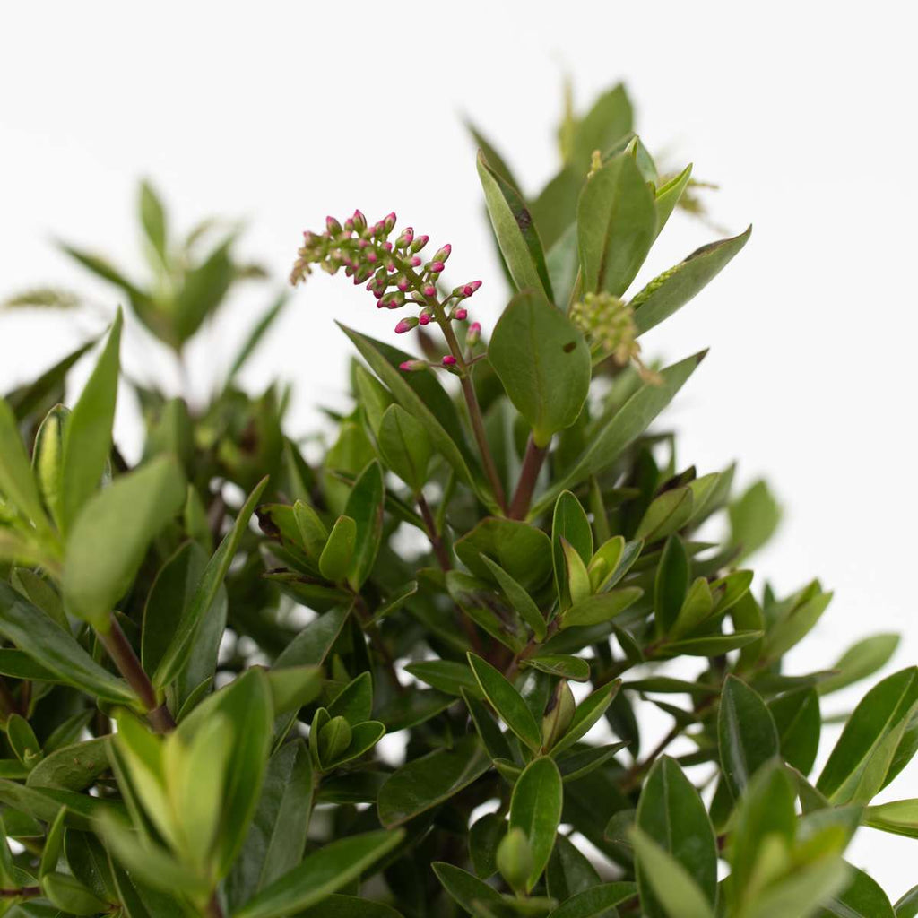 Evergreen Shrub - 6 pcs. - Hebe All Blooms - Height 30-35cm - ⌀13cm