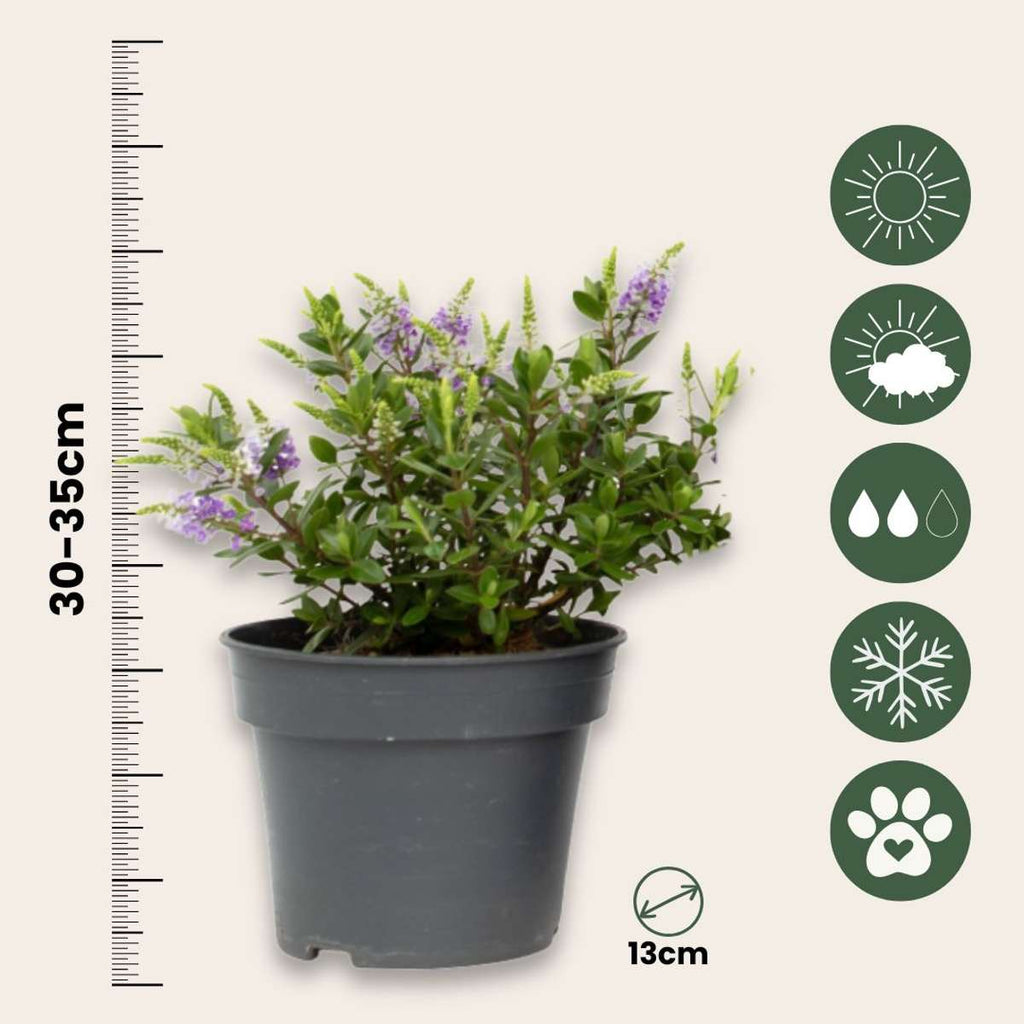 Evergreen Shrub - 6 pcs. - Hebe All Blooms - Height 30-35cm - ⌀13cm
