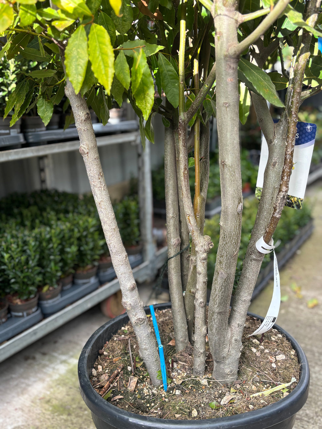 Multistem Bay Tree (Laurus Nobilis) 35L 160-180cm