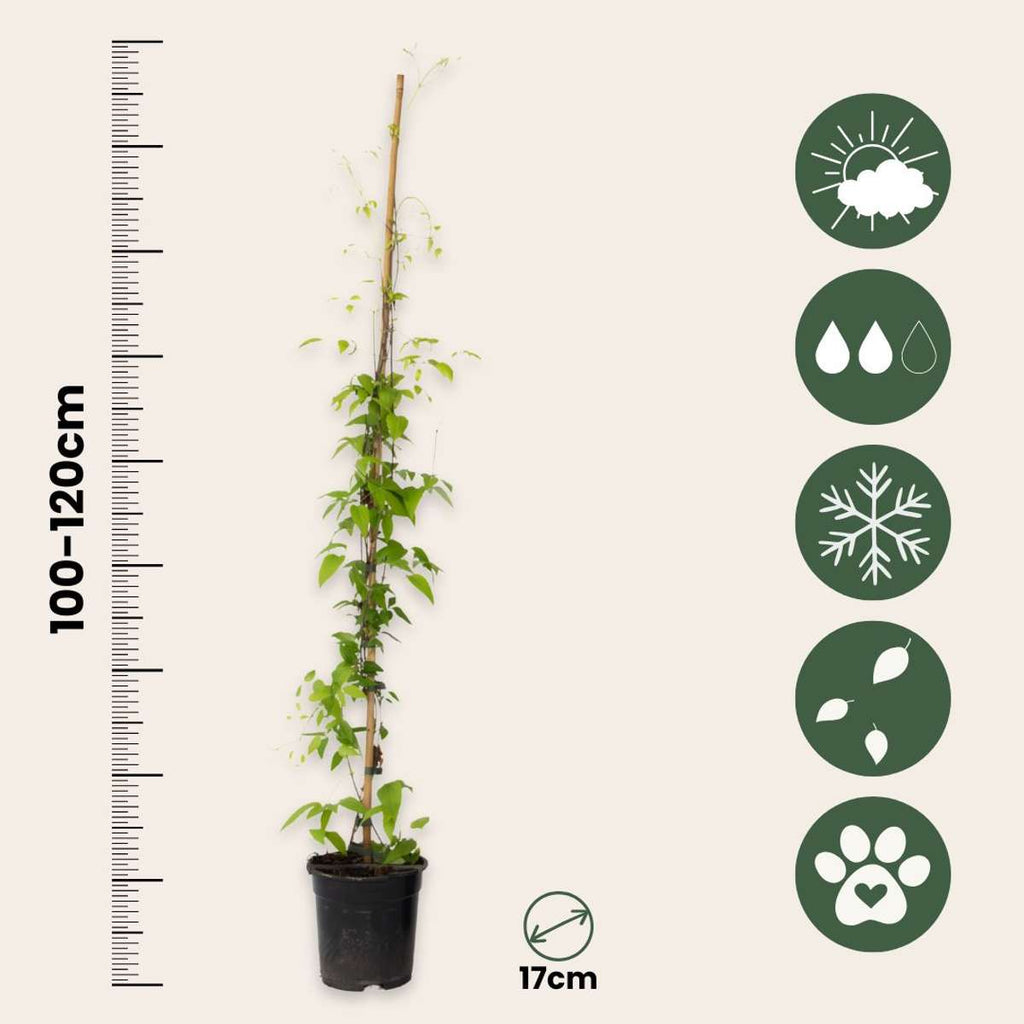 Leather flower - Clematis 'Hagley Hybrid' - Height 100-120cm - ⌀17cm