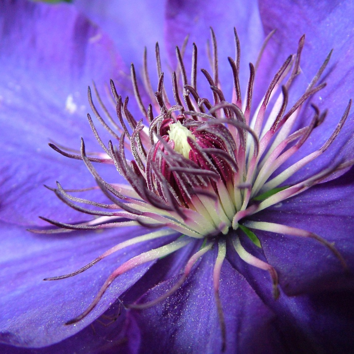 Leather flower - 2 pieces - Clematis 'The President' - Height 100-120cm - ⌀17cm