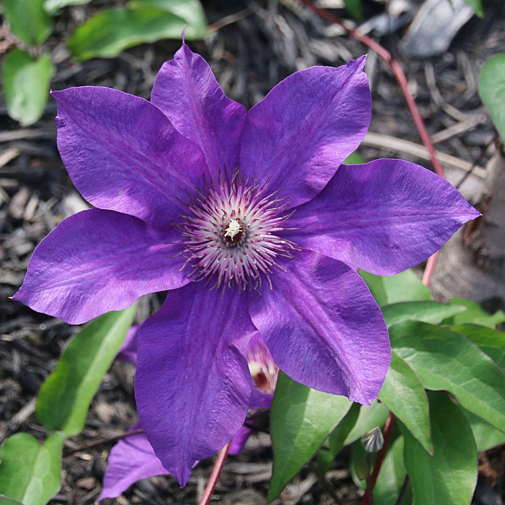 Leather flower - 2 pieces - Clematis 'The President' - Height 100-120cm - ⌀17cm