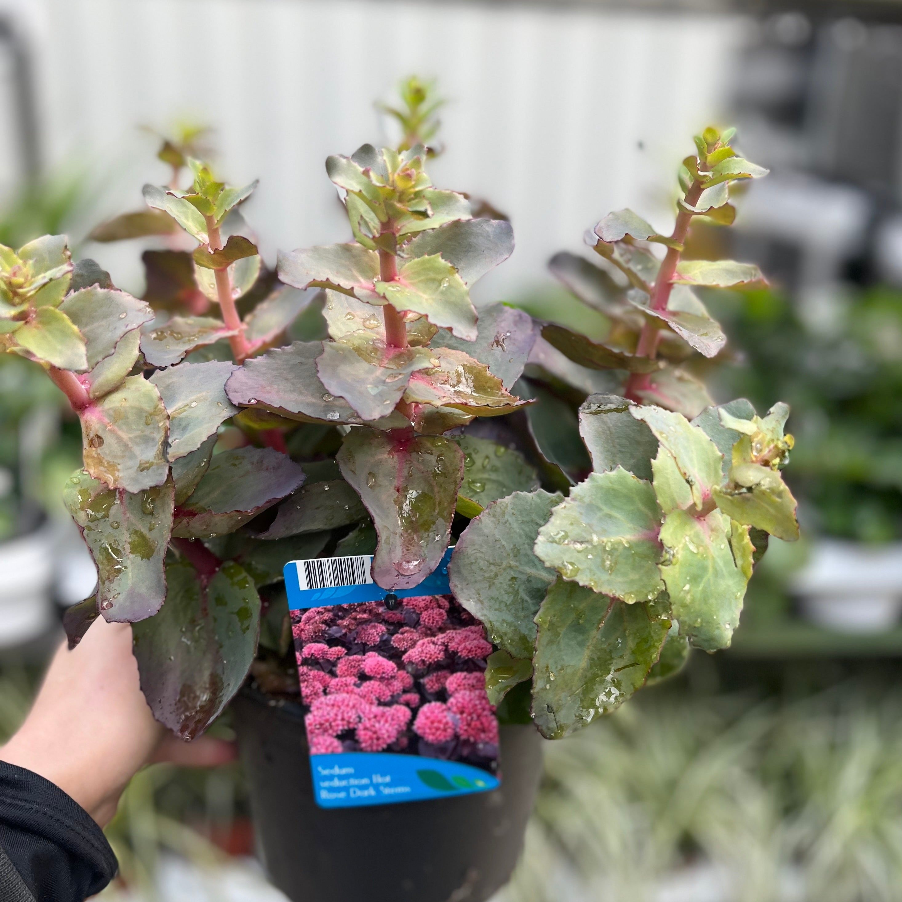 Sedum seduction Hot Rose Dark Stems 2L