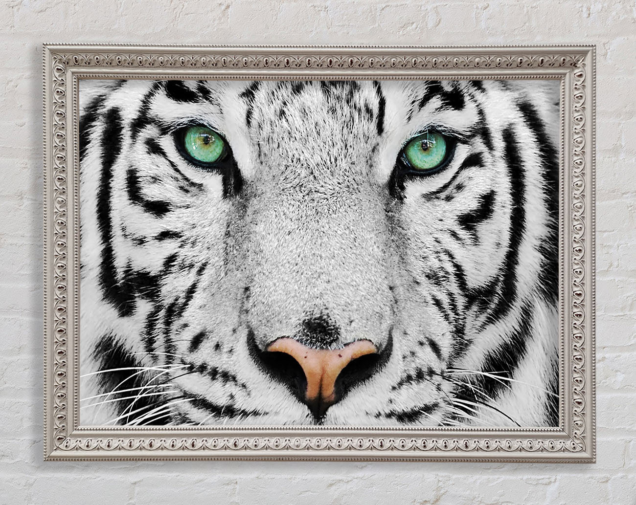 Green Eyed White Tiger Framed Print