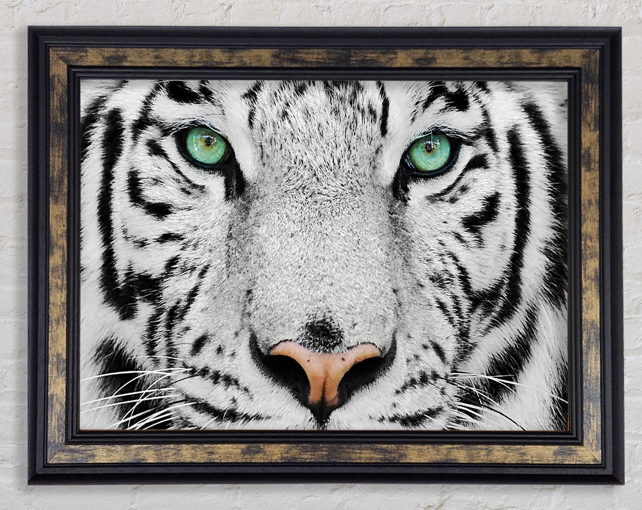 Green Eyed White Tiger Framed Print