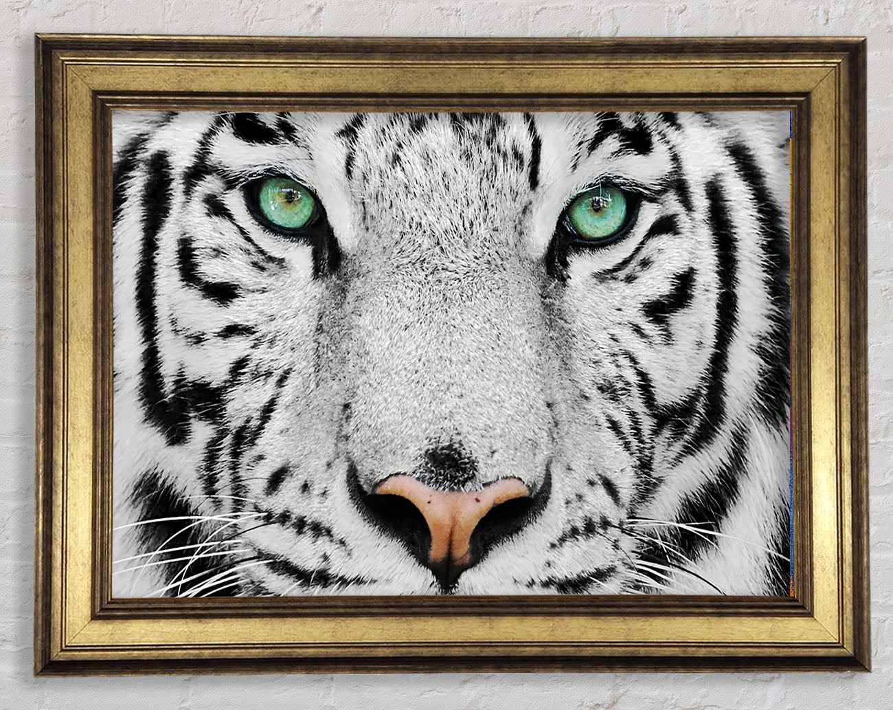 Green Eyed White Tiger Framed Print