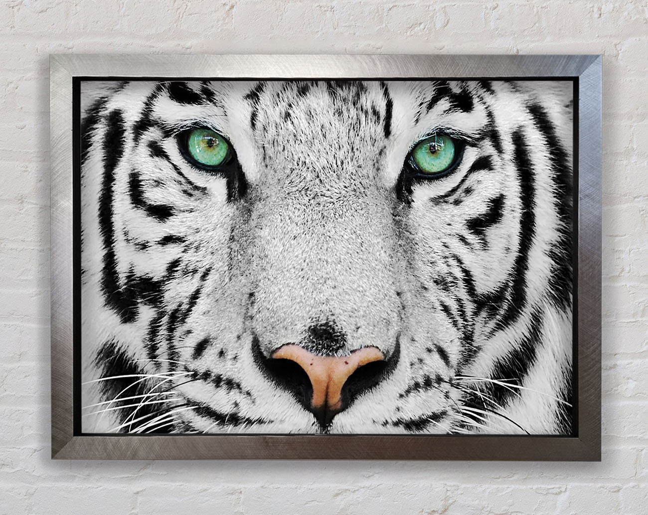 Green Eyed White Tiger Framed Print