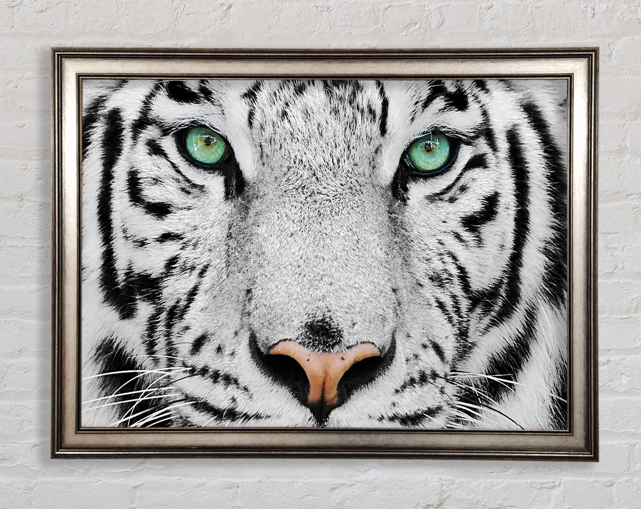 Green Eyed White Tiger Framed Print