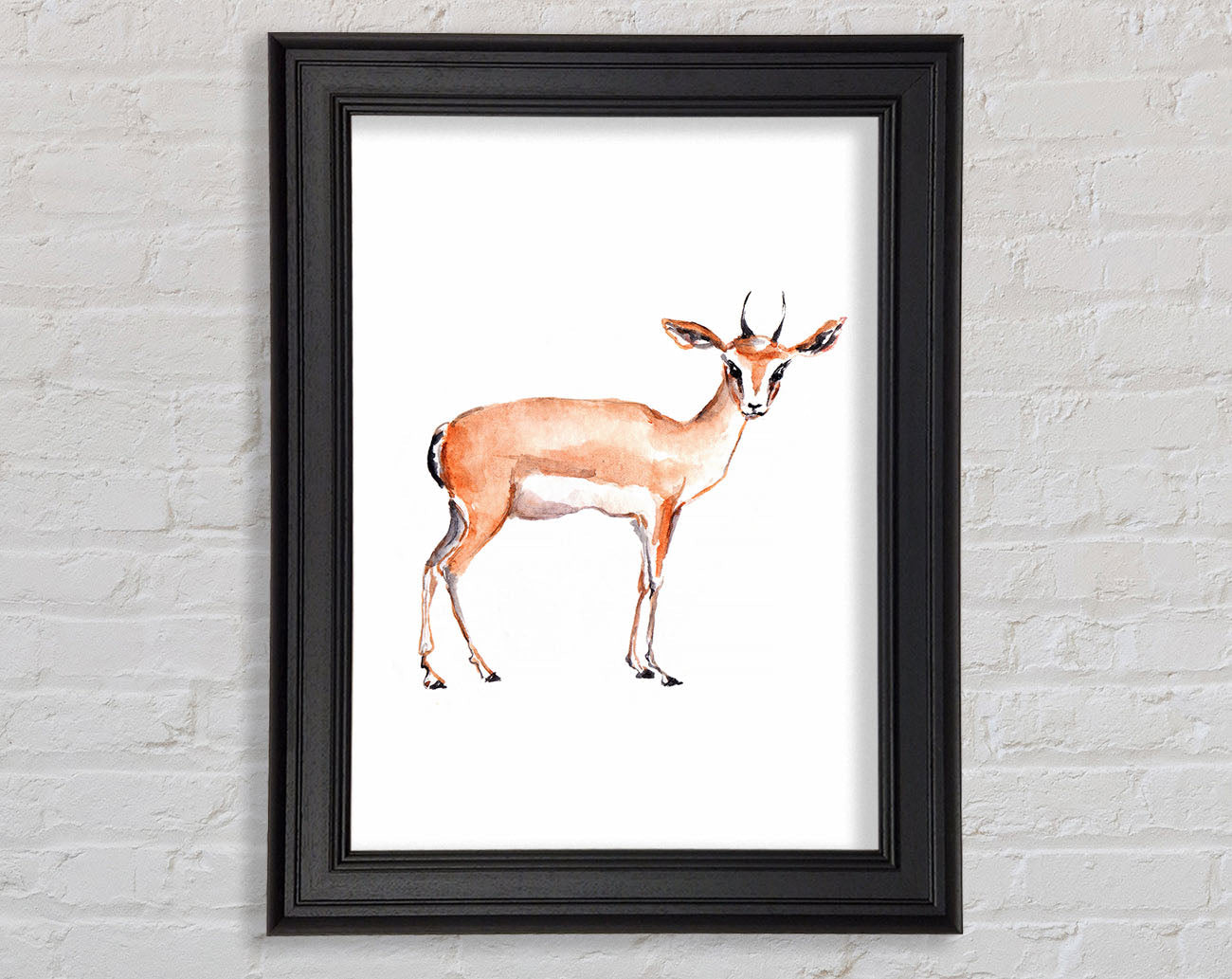 Springbok Framed Print