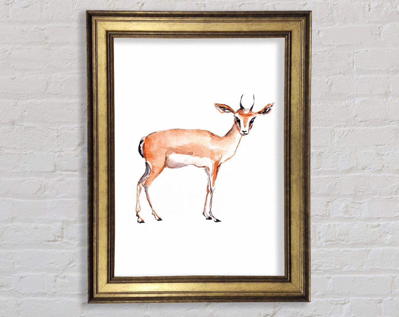 Springbok Framed Print