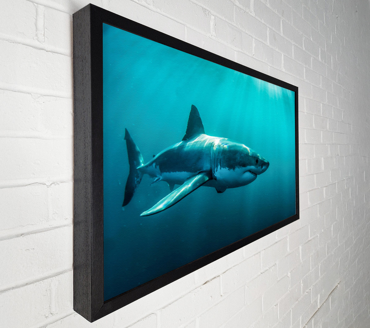Shark Sunbeam Canvas Art