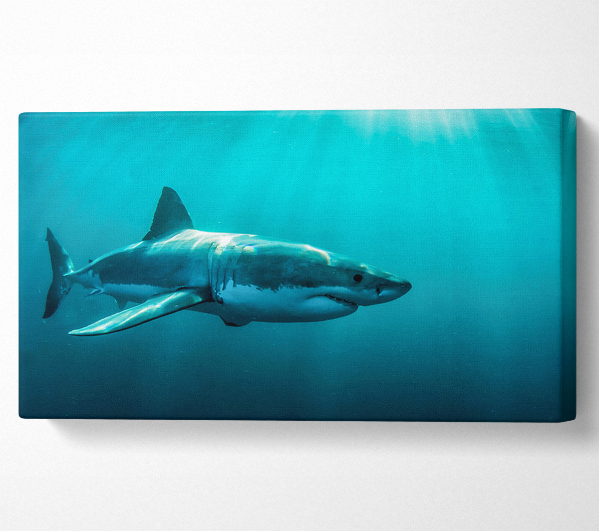 Shark Sunbeam Canvas Art