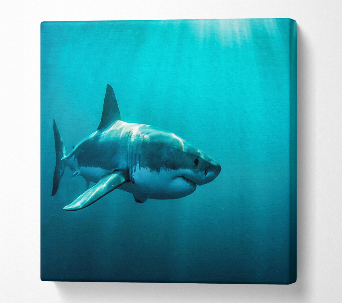 Shark Sunbeam Canvas Art