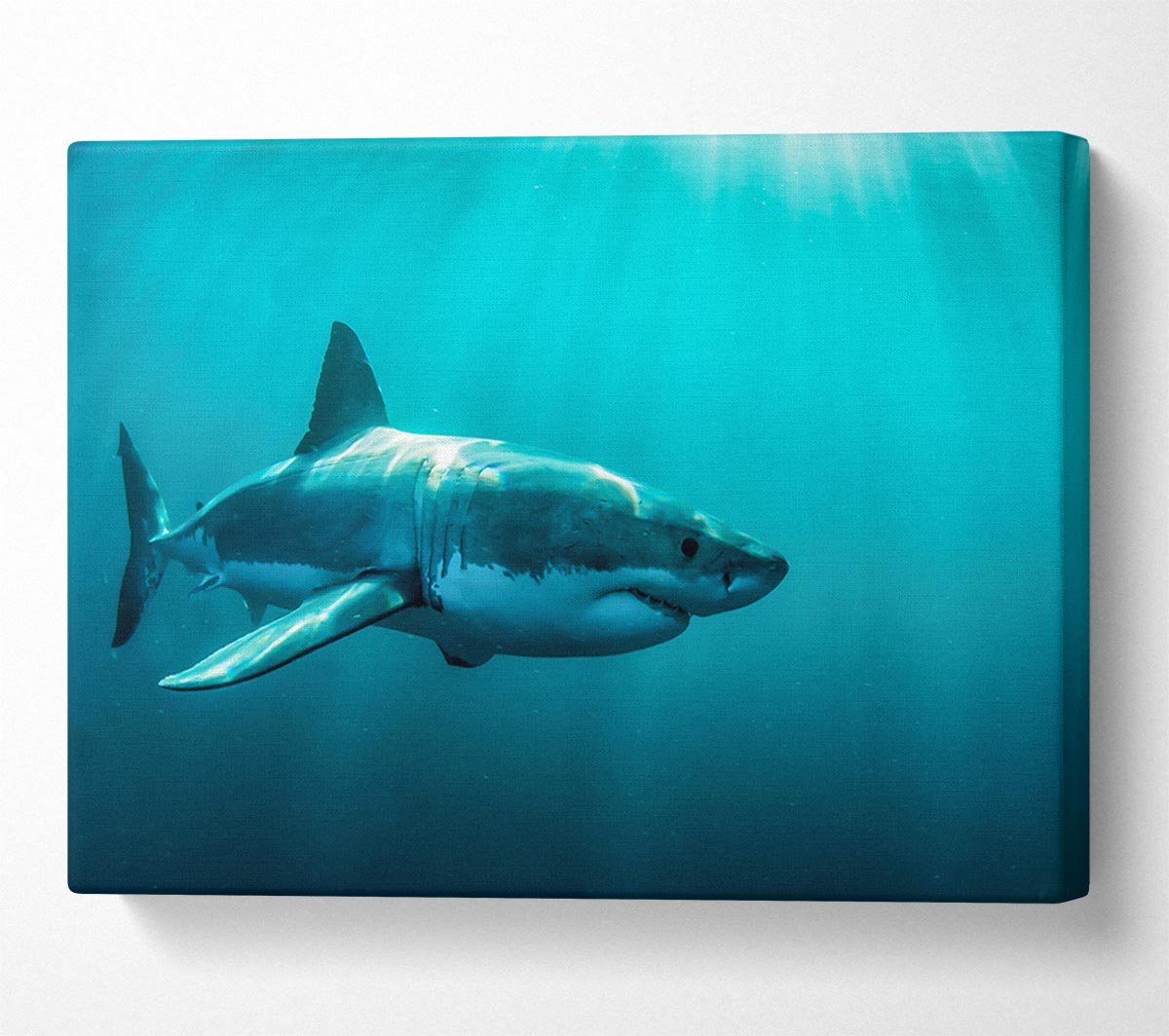 Shark Sunbeam Canvas Art