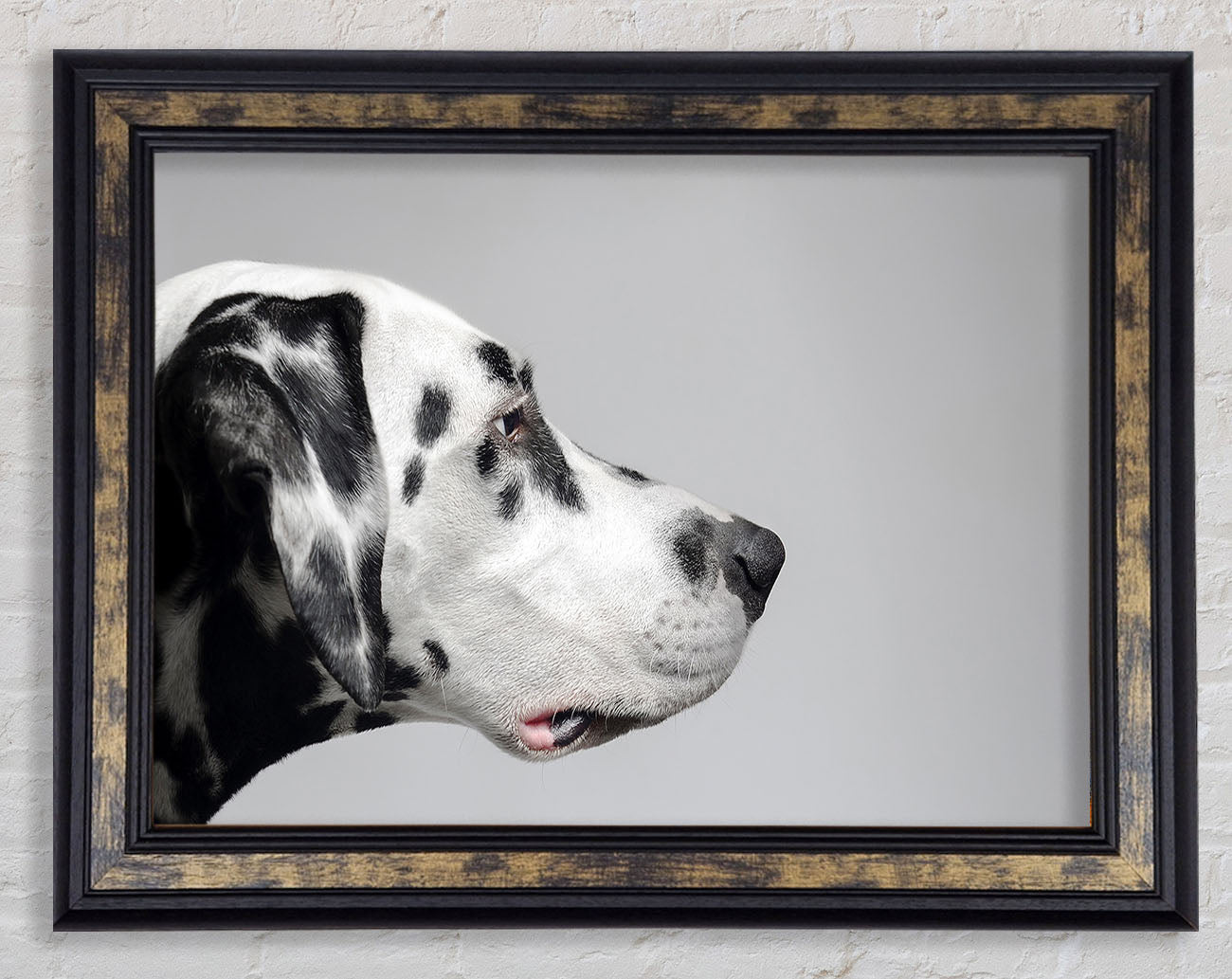 Dalmation Dog Face Framed Print