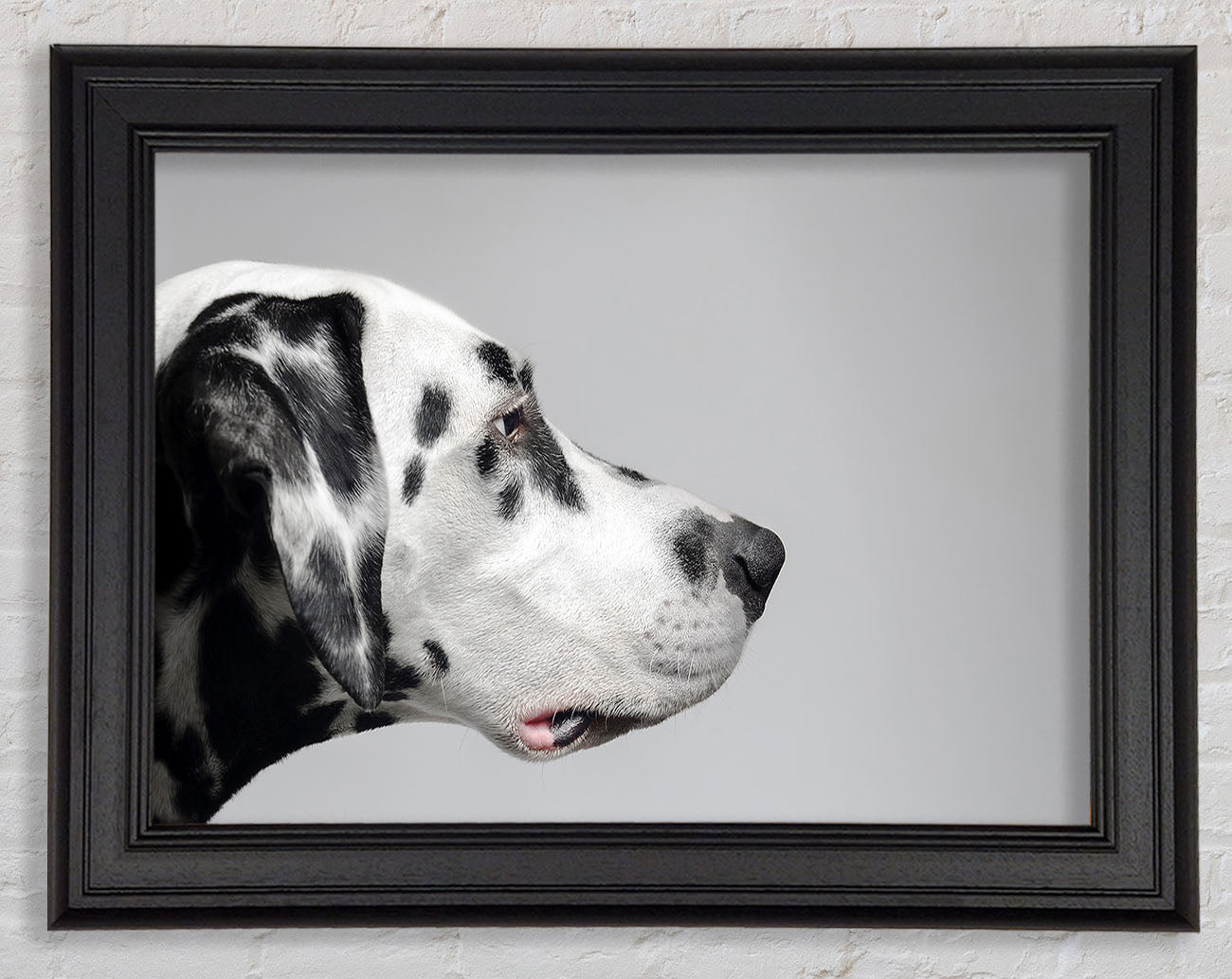 Dalmation Dog Face Framed Print