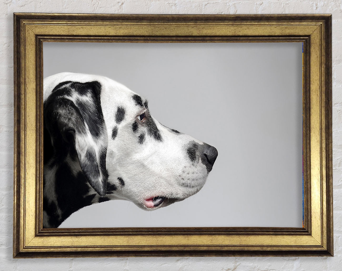 Dalmation Dog Face Framed Print
