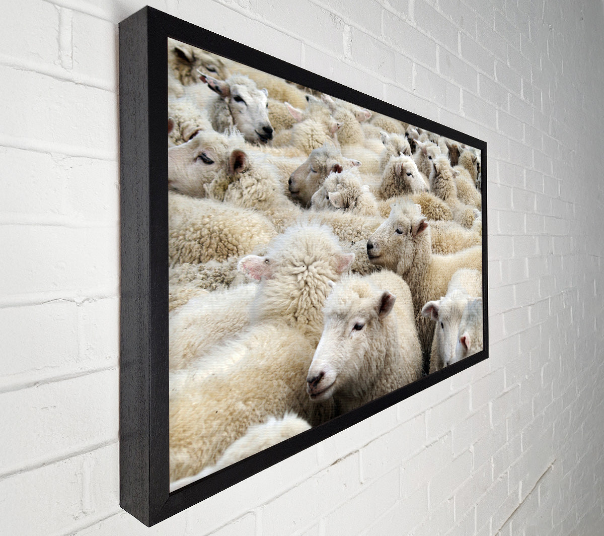 Sheep Heard Canvas Wall Art