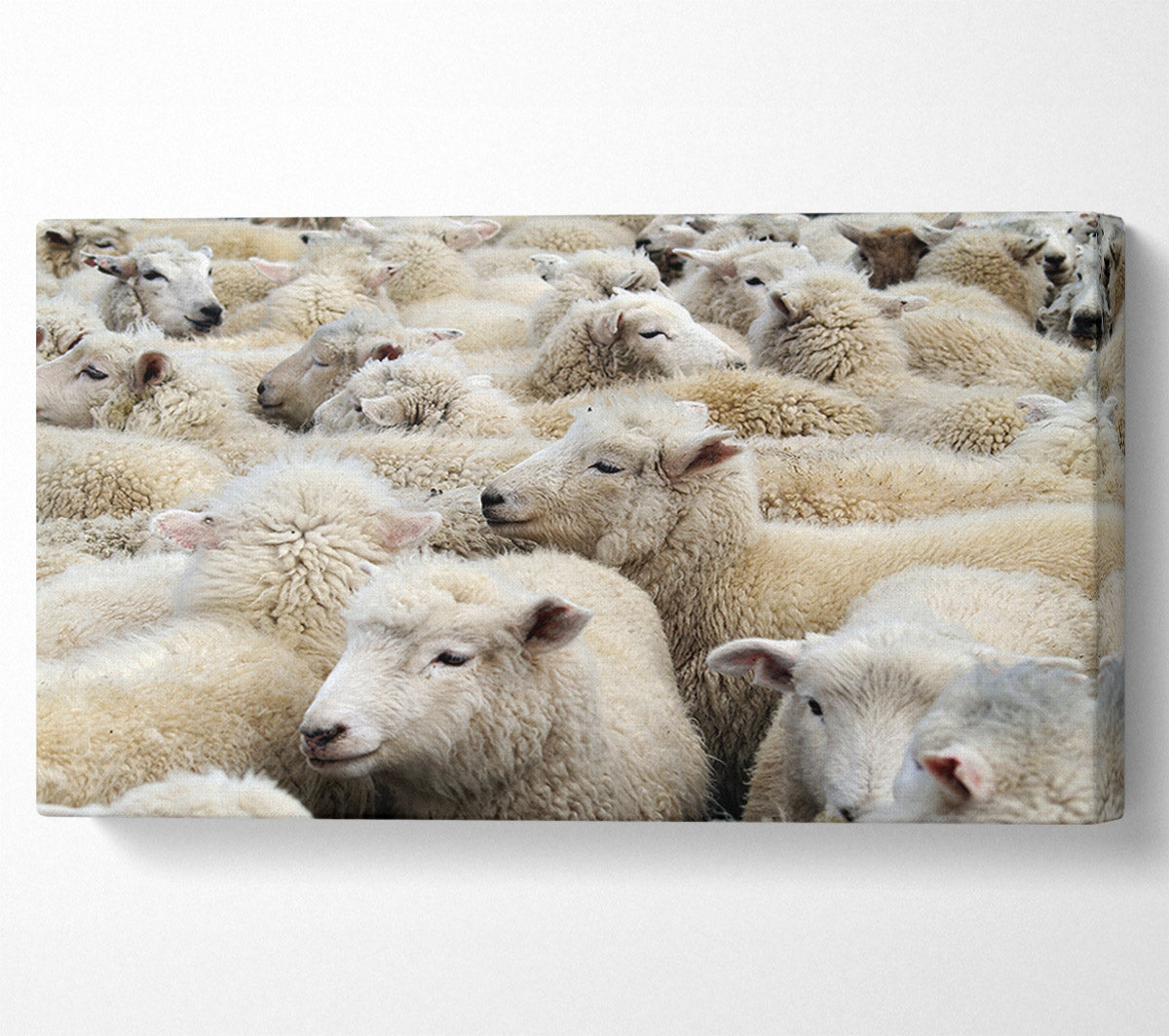 Sheep Heard Canvas Wall Art