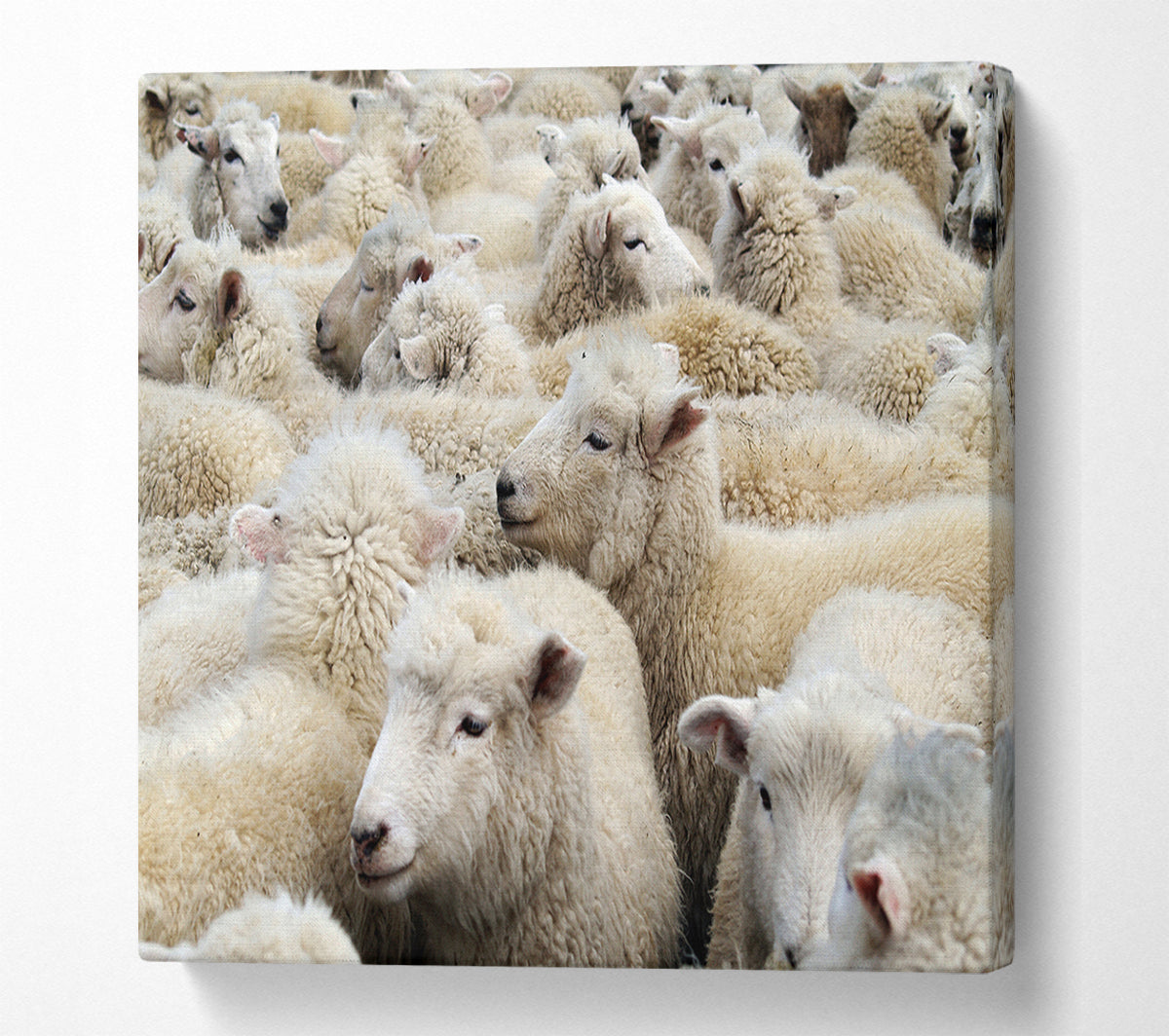 Sheep Heard Canvas Wall Art