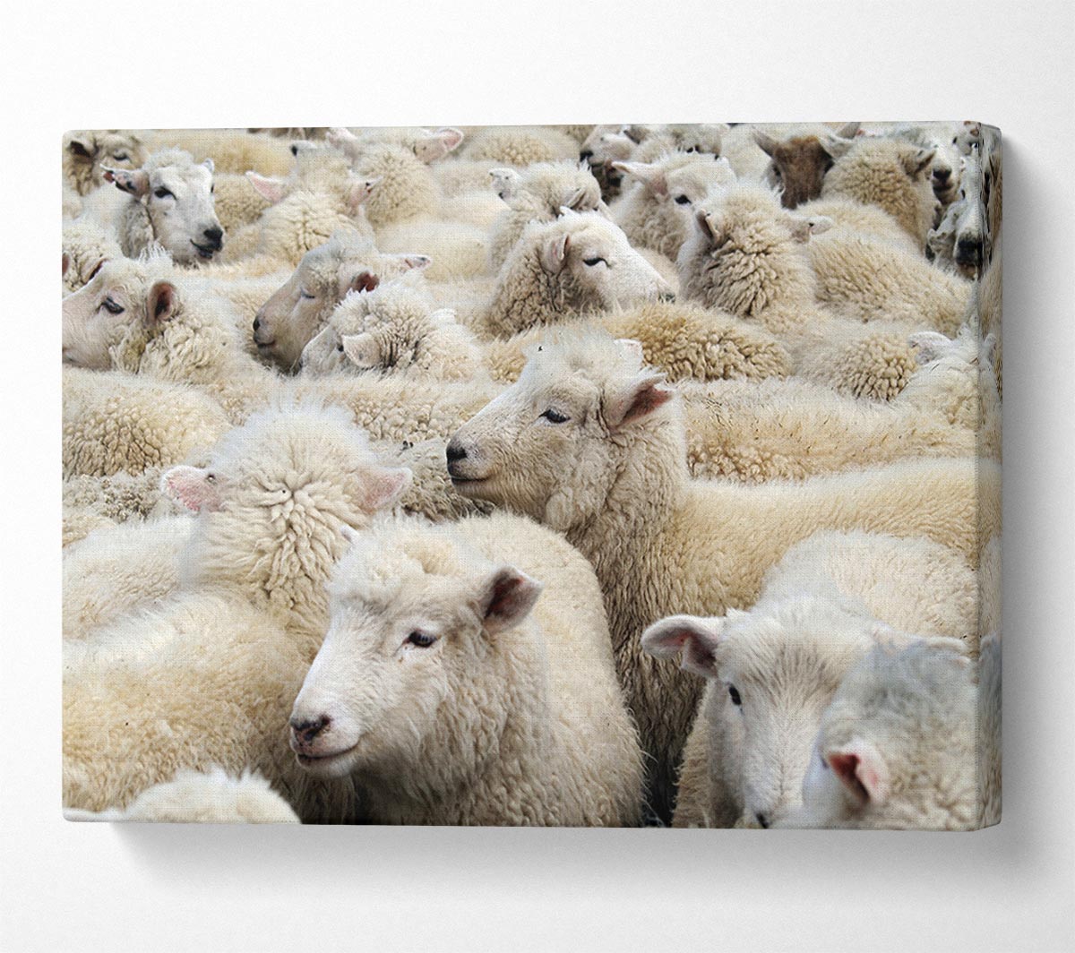 Sheep Heard Canvas Wall Art
