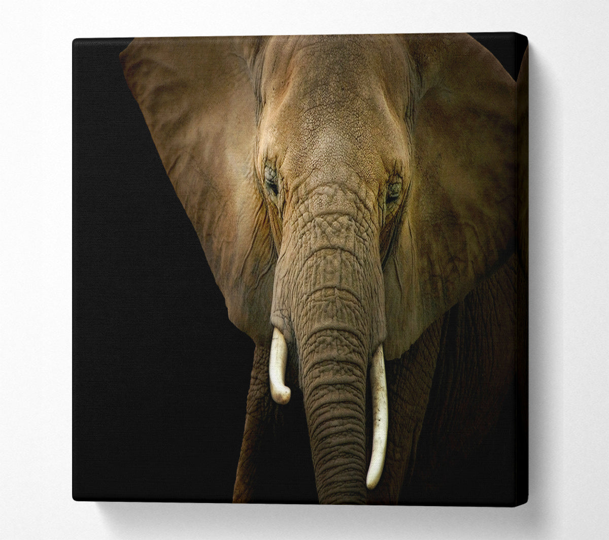 Stunning Elephant Face Canvas Wall Art