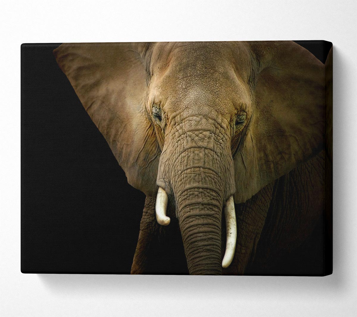 Stunning Elephant Face Canvas Wall Art