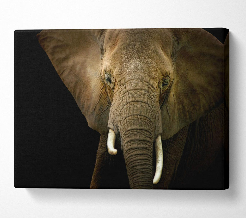 Stunning Elephant Face Canvas Wall Art