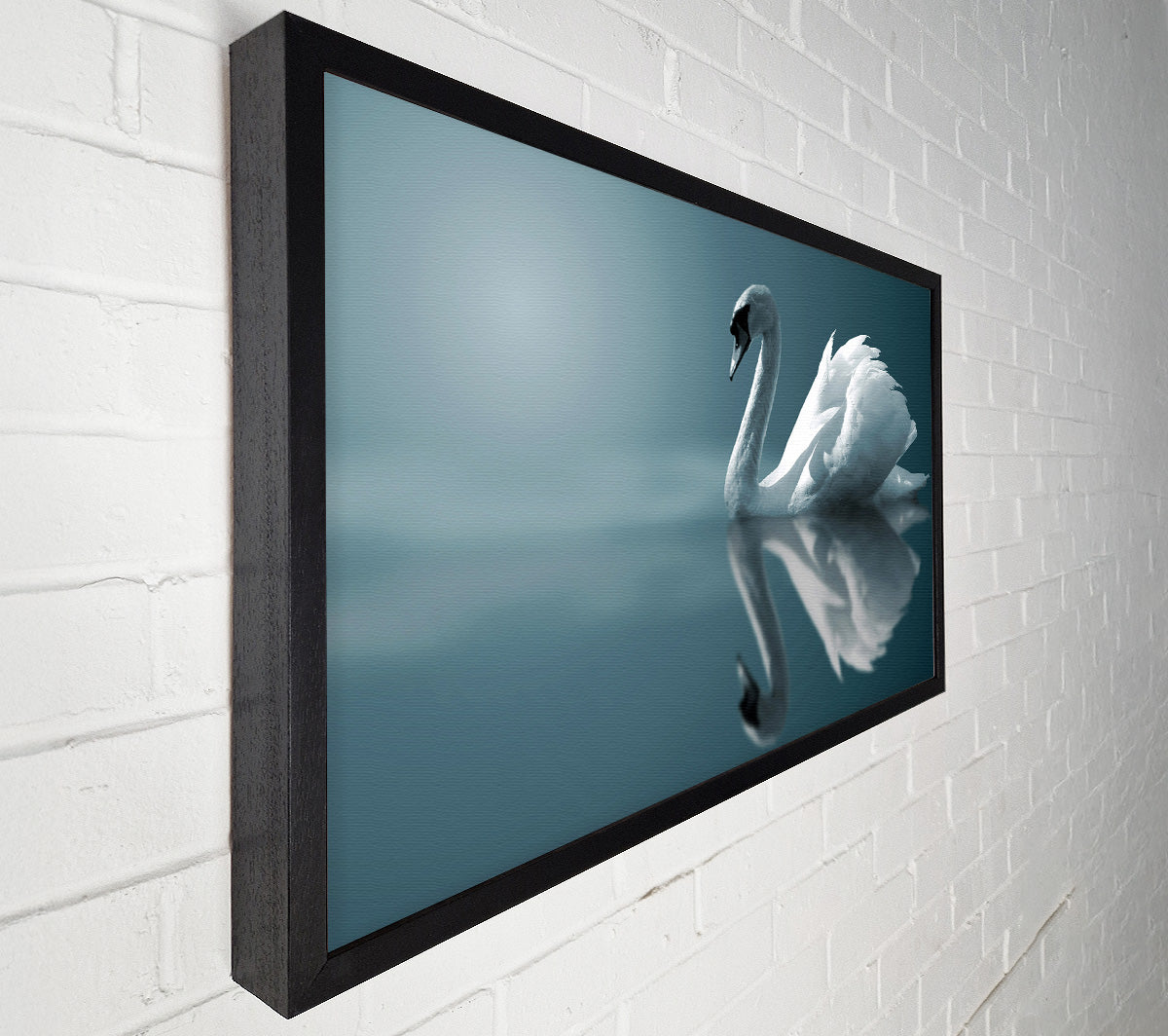 Swan Reflections Canvas Wall Art