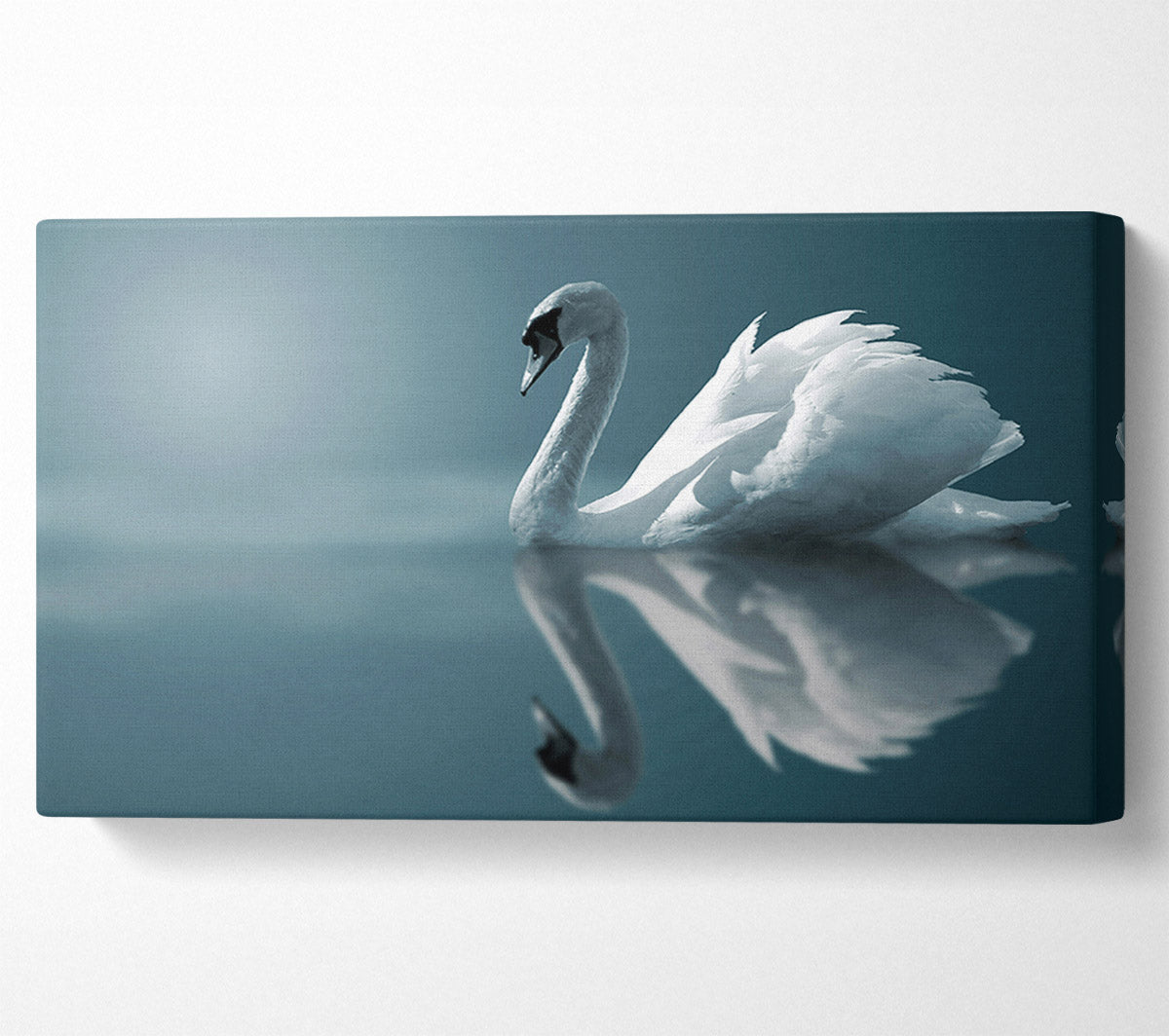Swan Reflections Canvas Wall Art